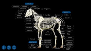 Horse Anatomy: Equine 3Dのおすすめ画像4