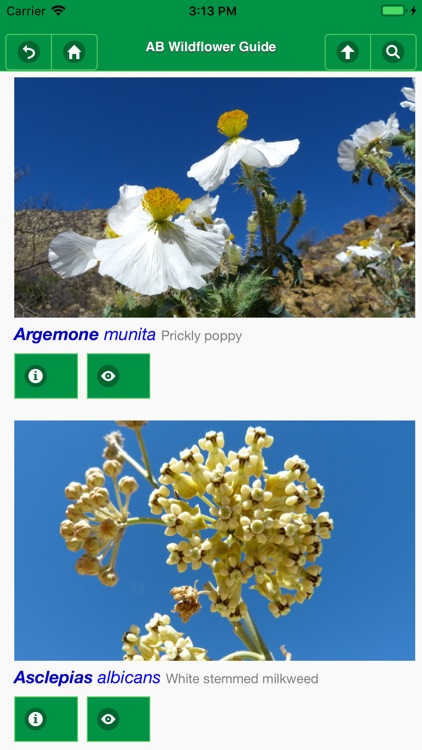 Anza-Borrego Wildflower Guide screenshot-5
