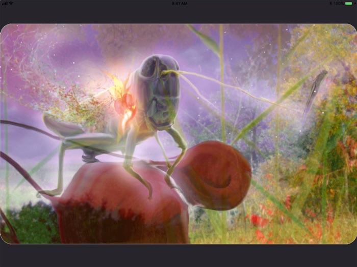 Animal Totems Empowerment Deck