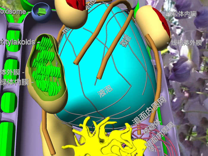 3D细胞结构（动物，植物，原核生物