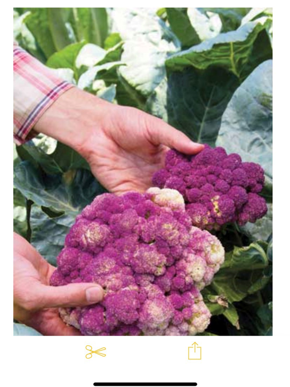 Mother Earth Gardener Magazine iPad screenshot 5 - Lifestyle app