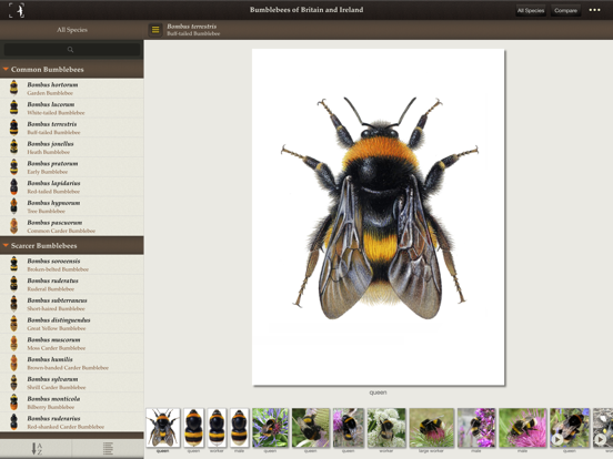 Screenshot #4 pour British & Irish Bumblebees