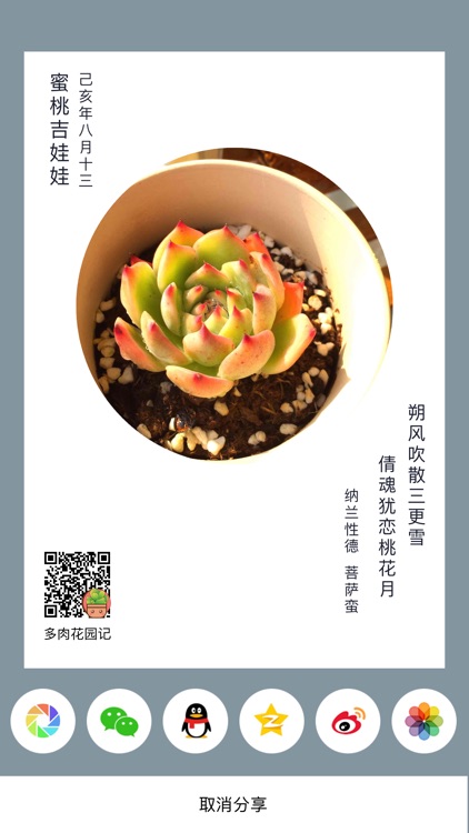 多肉花园记 肉肉成长对比图by Kai Zhang