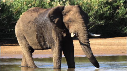 Video Touch - Wild Animals Screenshot