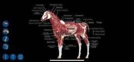 Game screenshot Horse Anatomy: Equine 3D apk