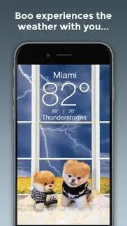 boo weather: pomeranian puppy iphone screenshot 2
