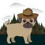 Pugs in Hats app download