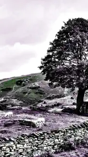 nir color iphone bildschirmfoto 2