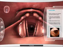 Game screenshot Upper Respiratory Virtual Lab apk