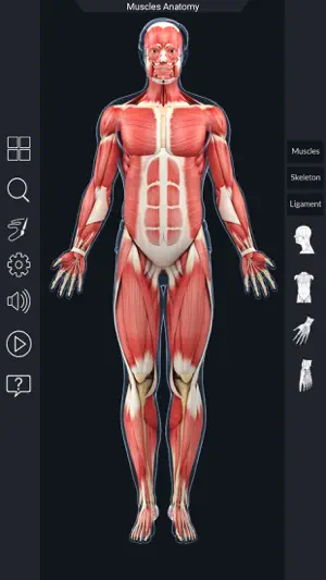 My Muscle Anatomy screenshot 2