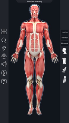 My Muscle Anatomy screenshot 2