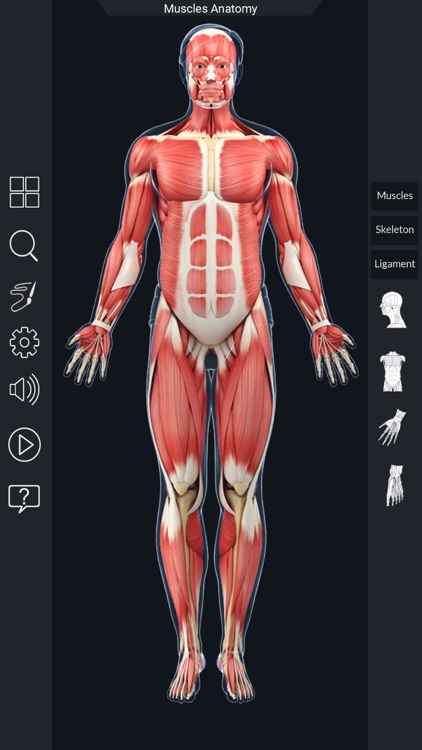 My Muscle Anatomy