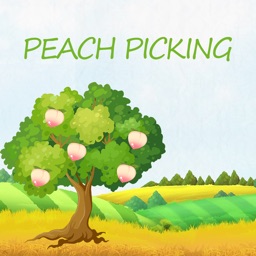 Peach Picking