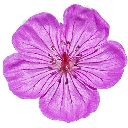 Flora of the Wasatch Cheats