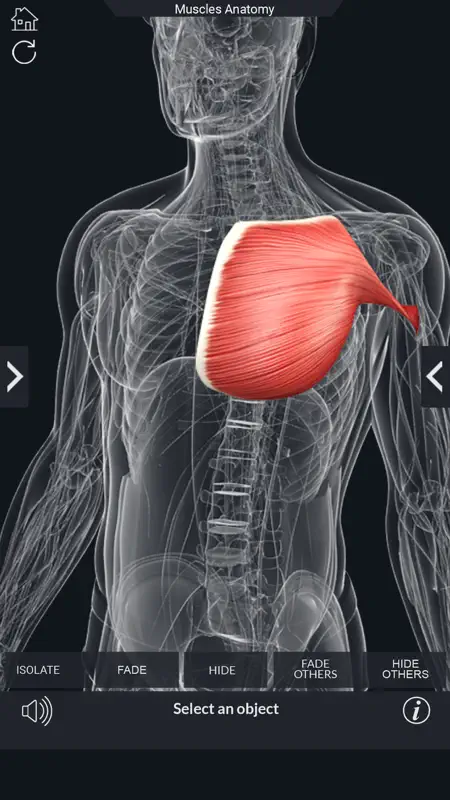 My Muscle Anatomy screenshot 7 of 8