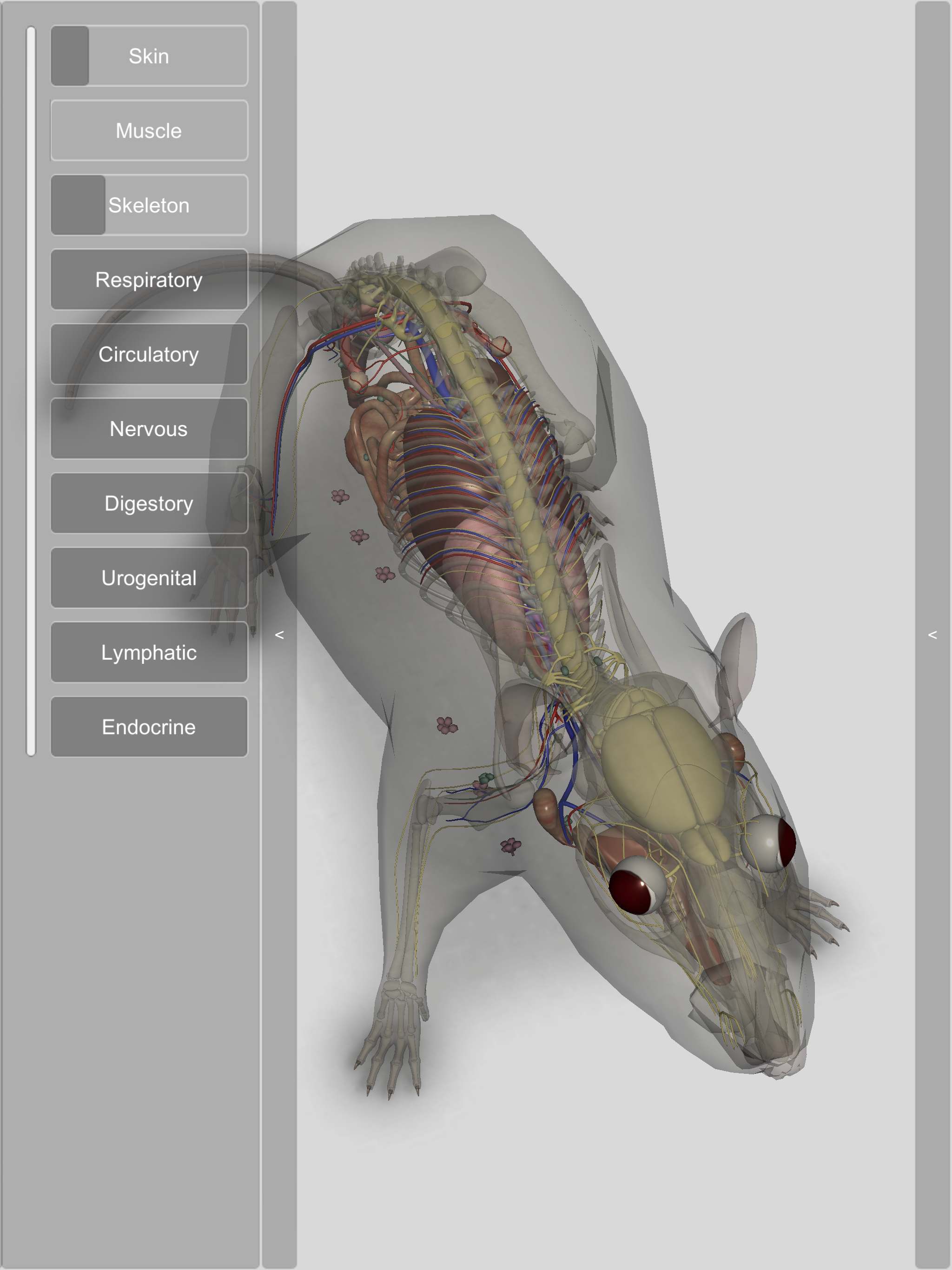 3D Rat Anatomy