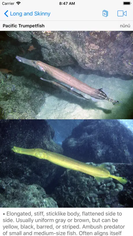 Scuba Fish Hawaii