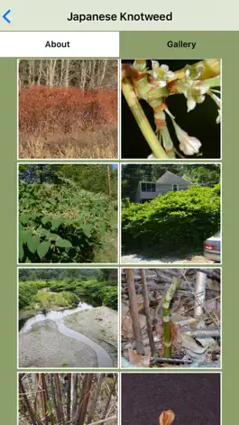 Game screenshot Knotweed! hack