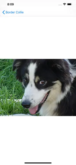 Game screenshot Dog Breed AI Classifier hack