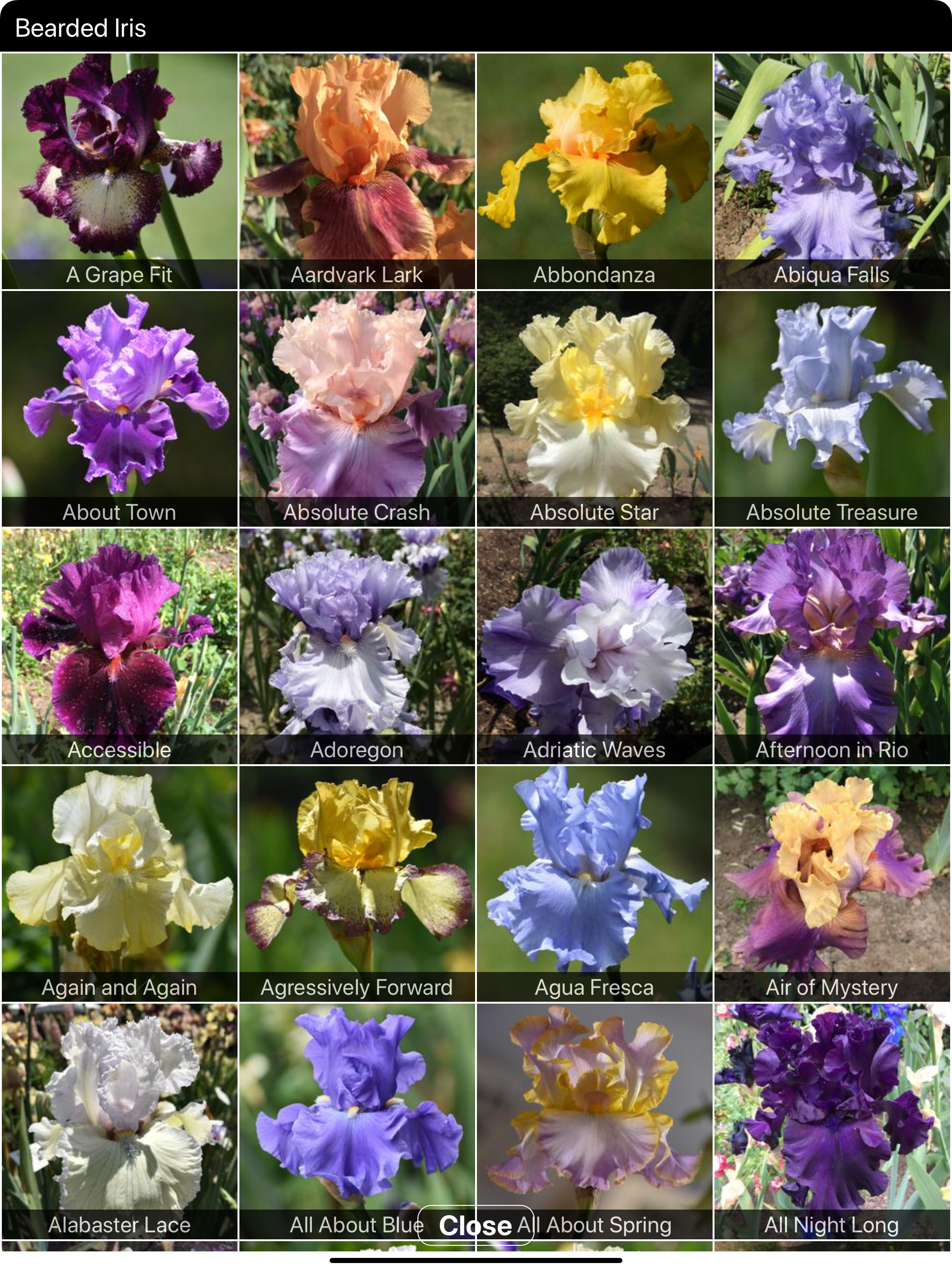 Instant Iris