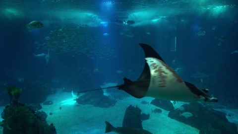 Screenshot #5 for Deap Sea Aquarium 4K