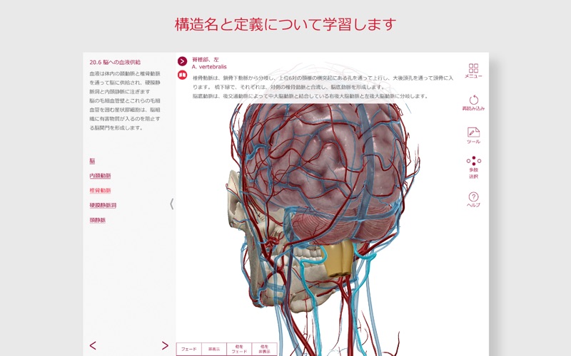 解剖学的構造と生理学スクリーンショット