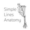 Simple Lines Anatomy - Apex Anatomy