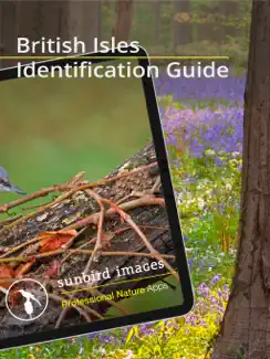 Bird Id - British Isles birds iPad image 2