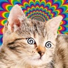 Icon Cat Hypnosis Simulator