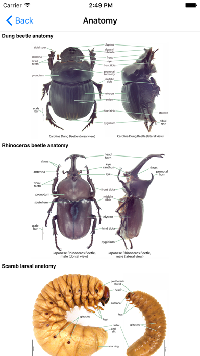 How to cancel & delete Hawaiian Scarab ID from iphone & ipad 2