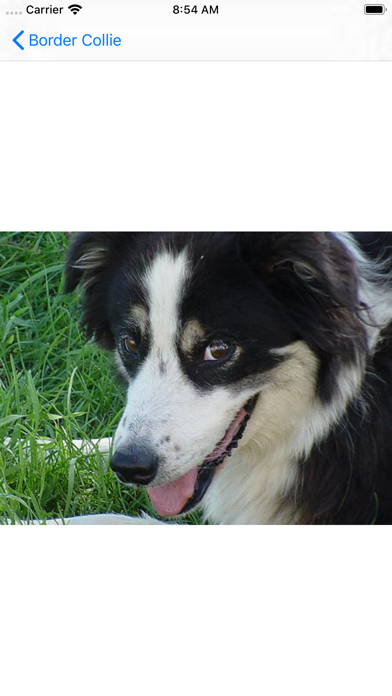 Screenshot #3 pour Dog Breed AI Classifier
