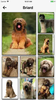 dog breeds hd wallpapers iphone screenshot 2