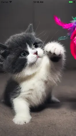 Game screenshot Cat Wallpapers Cute mod apk
