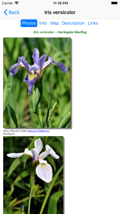 Screenshot #3 pour New England Wildflowers