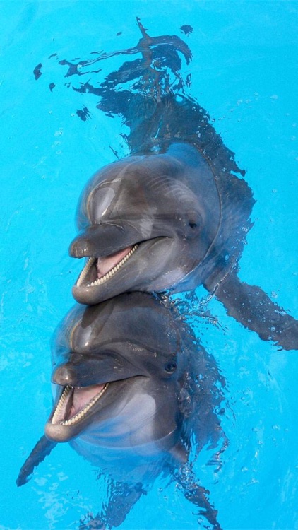 Dünyayı Keşfet screenshot-7