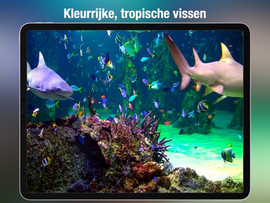 Aquarium Live HD + iPad app afbeelding 3