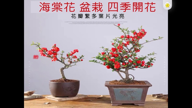 軒香鮮花綠籮