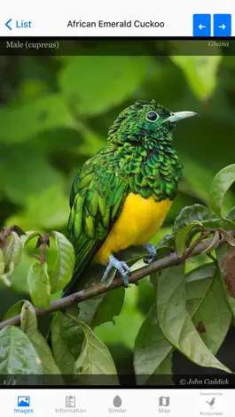 Game screenshot Birds of Africa hack