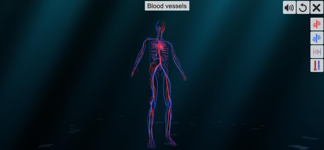 Vascular system(圖2)-速報App