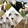 Veterinary Handbook - Australian Livestock Export Corporation Limited