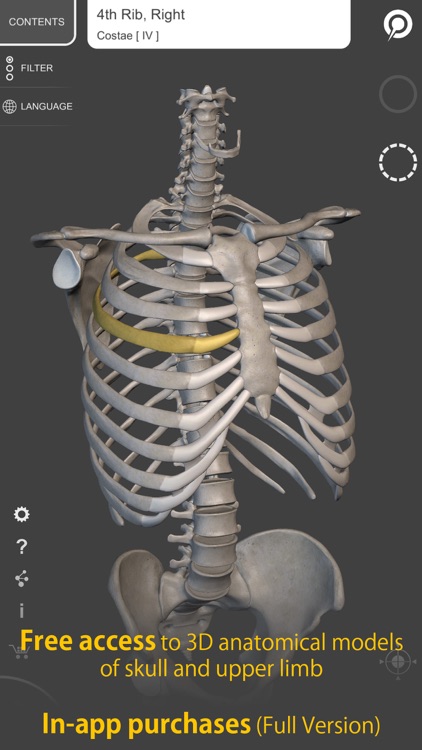 Skeleton 3D Anatomy