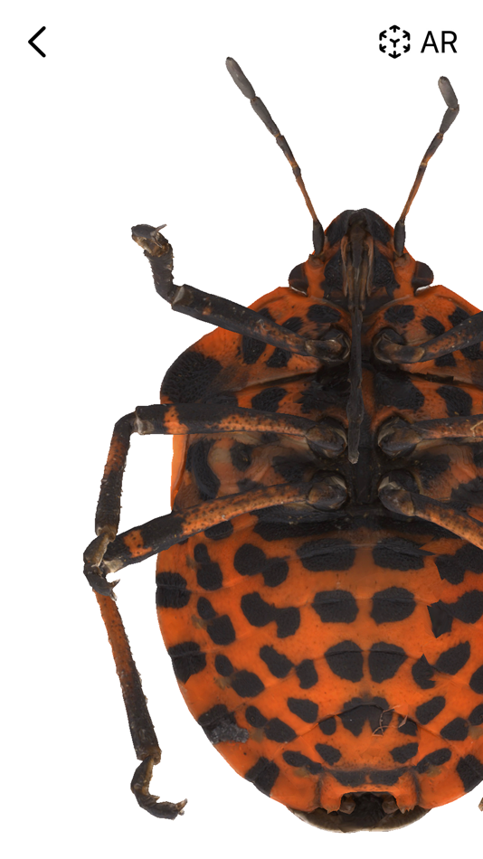 #7. Insecta - Study Insects in AR (macOS) 由: Samira Sadeghi