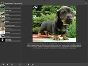 wire haired dachshund iPad Captures Décran 1