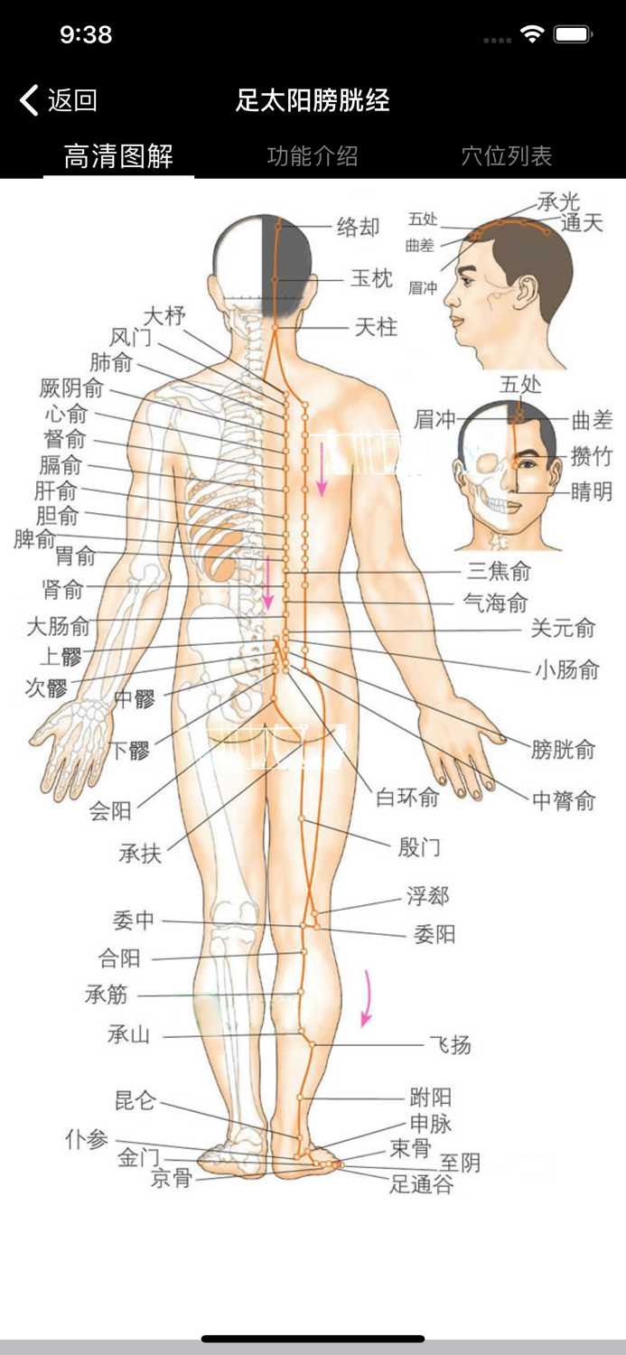 穴位经脉详解-养生保健针灸最佳参考手册