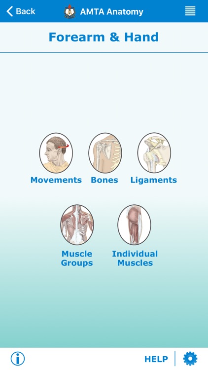 AMTA Massage Anatomy Guide