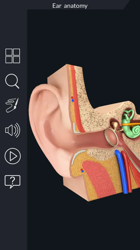 My Ear Anatomy screenshot 4 of 9