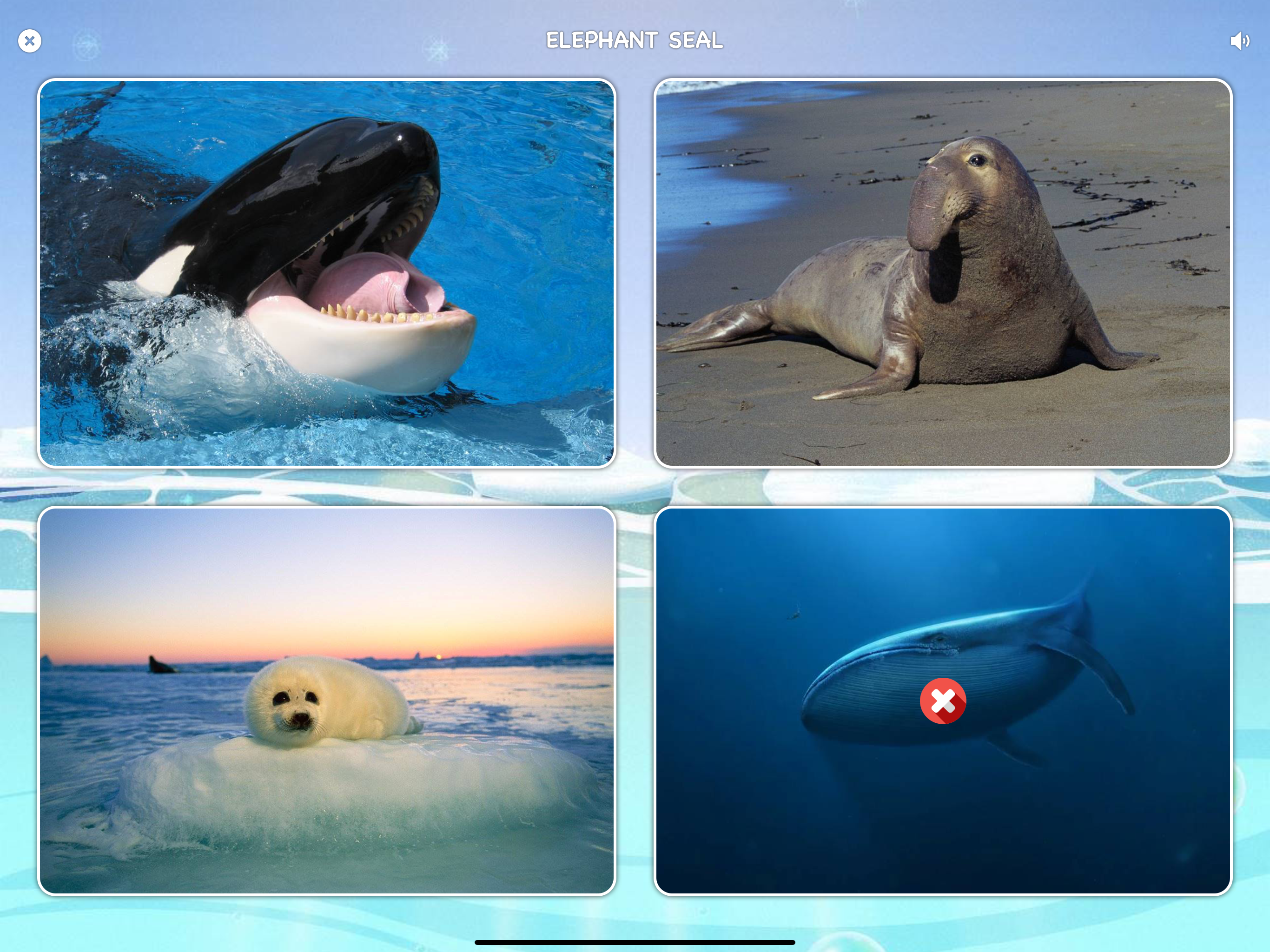 Marine Creatures Cards of Sea