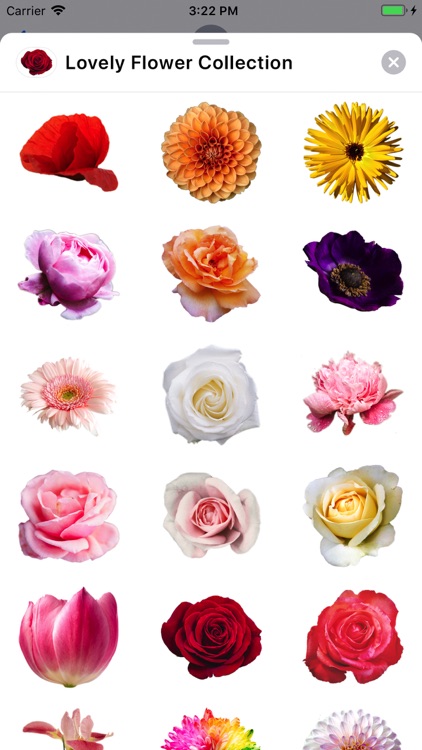Lovely Flower Collection