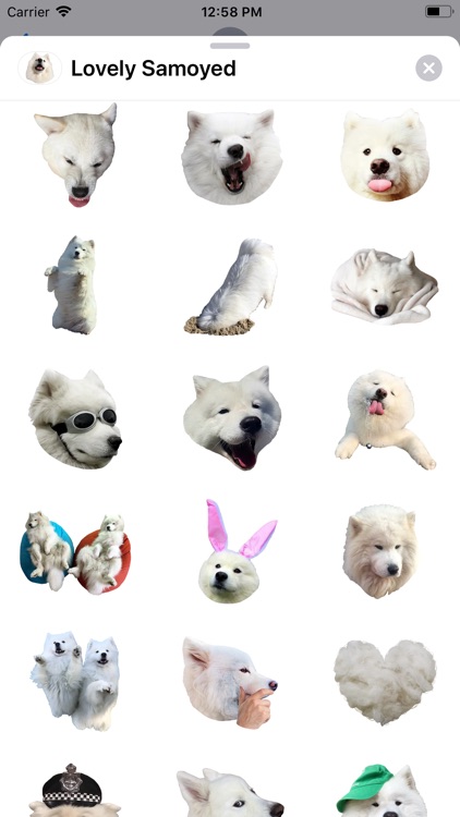 Lovely Samoyed Sticker Pack