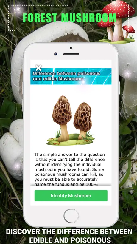 Forest Mushroom